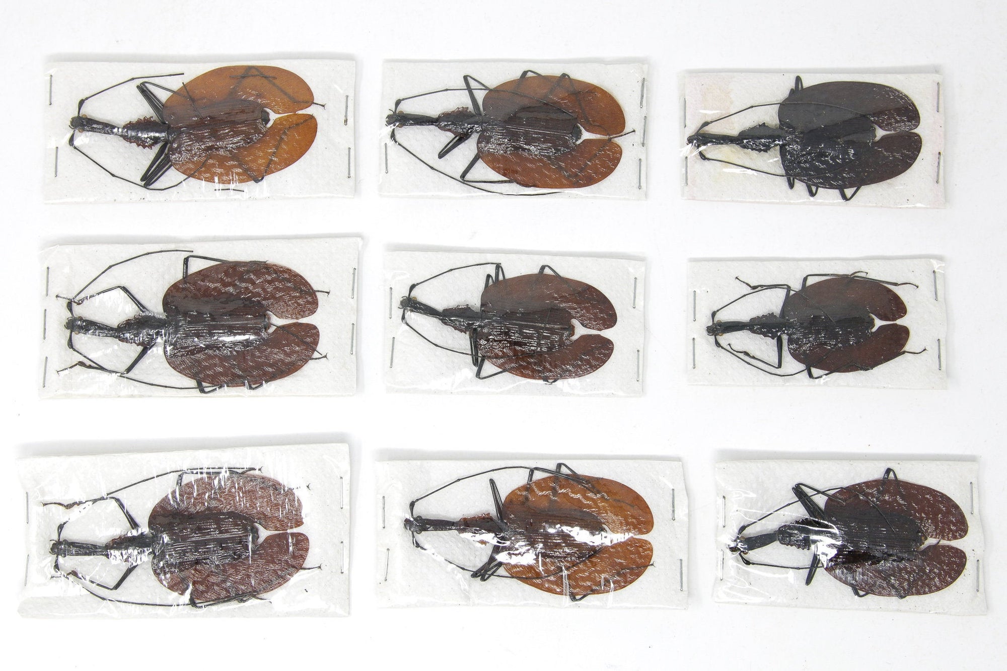1 x Mormolyce phyllodes | A1 Unmounted Insect Specimens | Including Collection Data