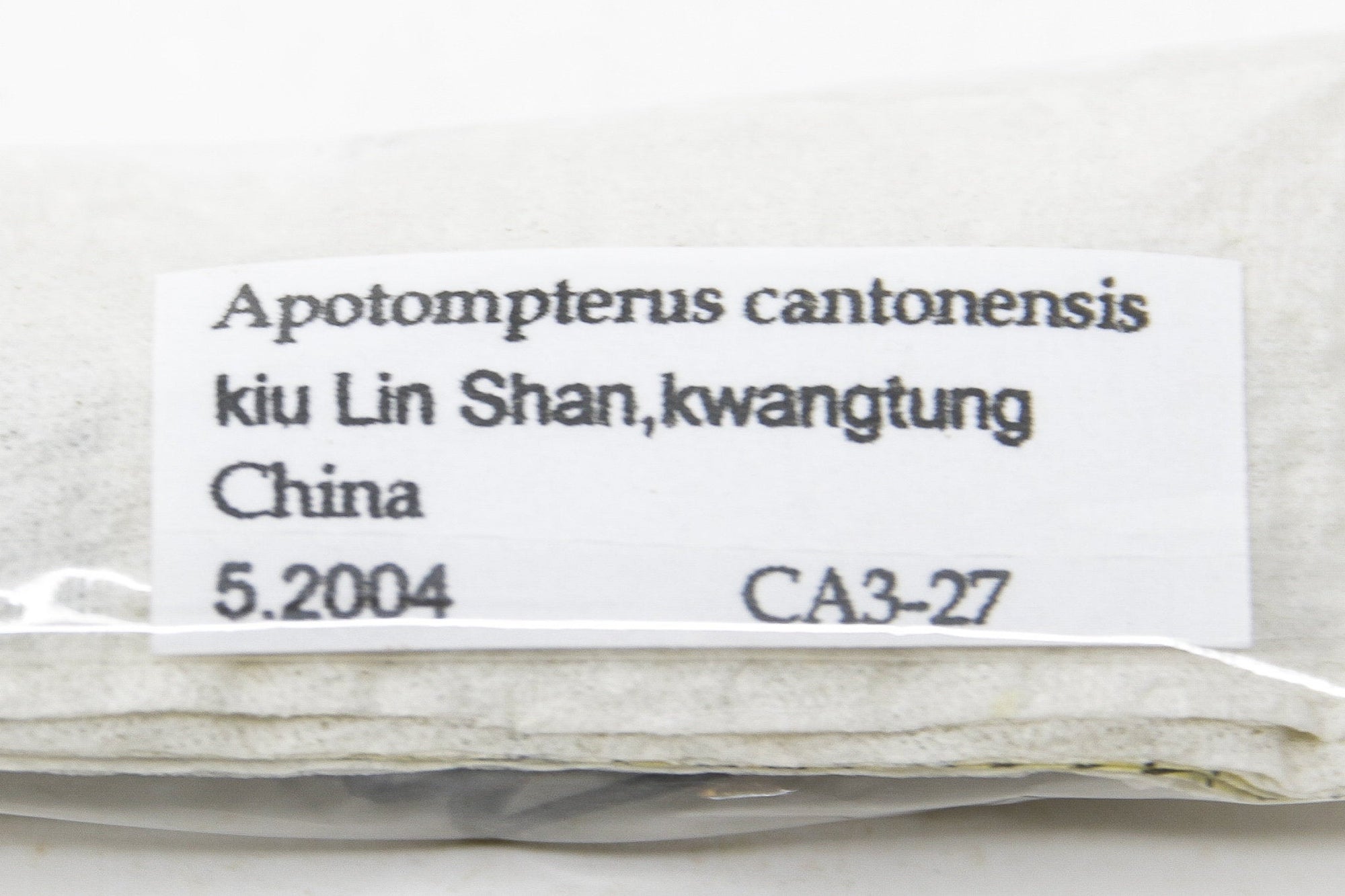 1 x Apotompterus cantonensis | A1 Unmounted Specimen | Including Collection Data