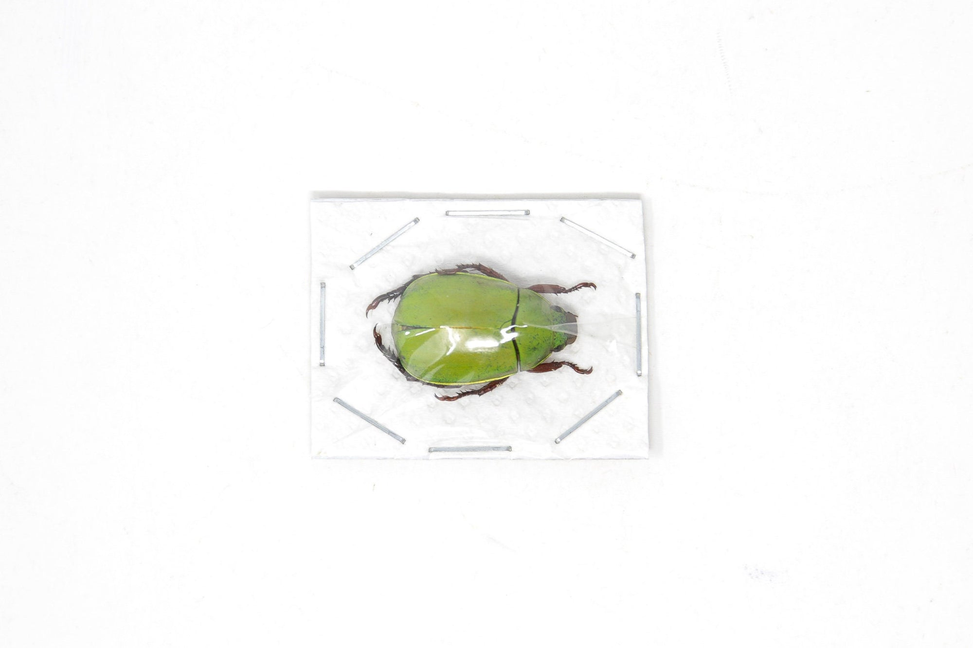 Apple Green Scarab Beetles (Anomala dimidiata) A1 Unmounted Specimens
