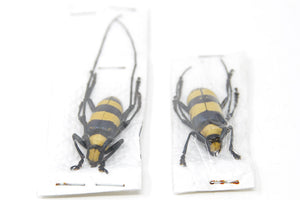 1 x Sexed Pair - Nemophas bifasciata | Longhorn Beetles | A1 Unmounted Insect Specimens