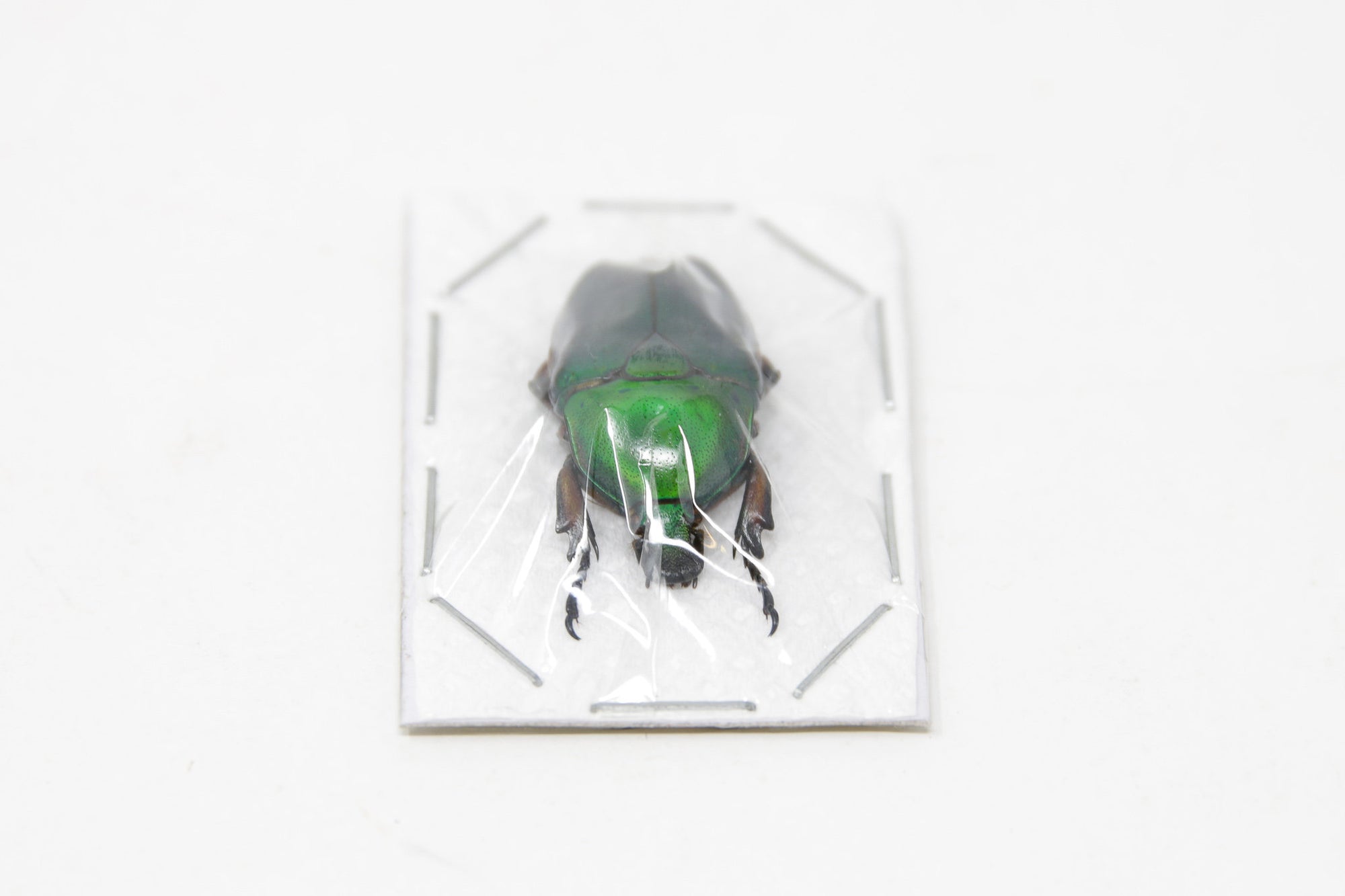 2 x Euchloropus laetus | Green Flower Beetles | A1 Unmounted Specimens