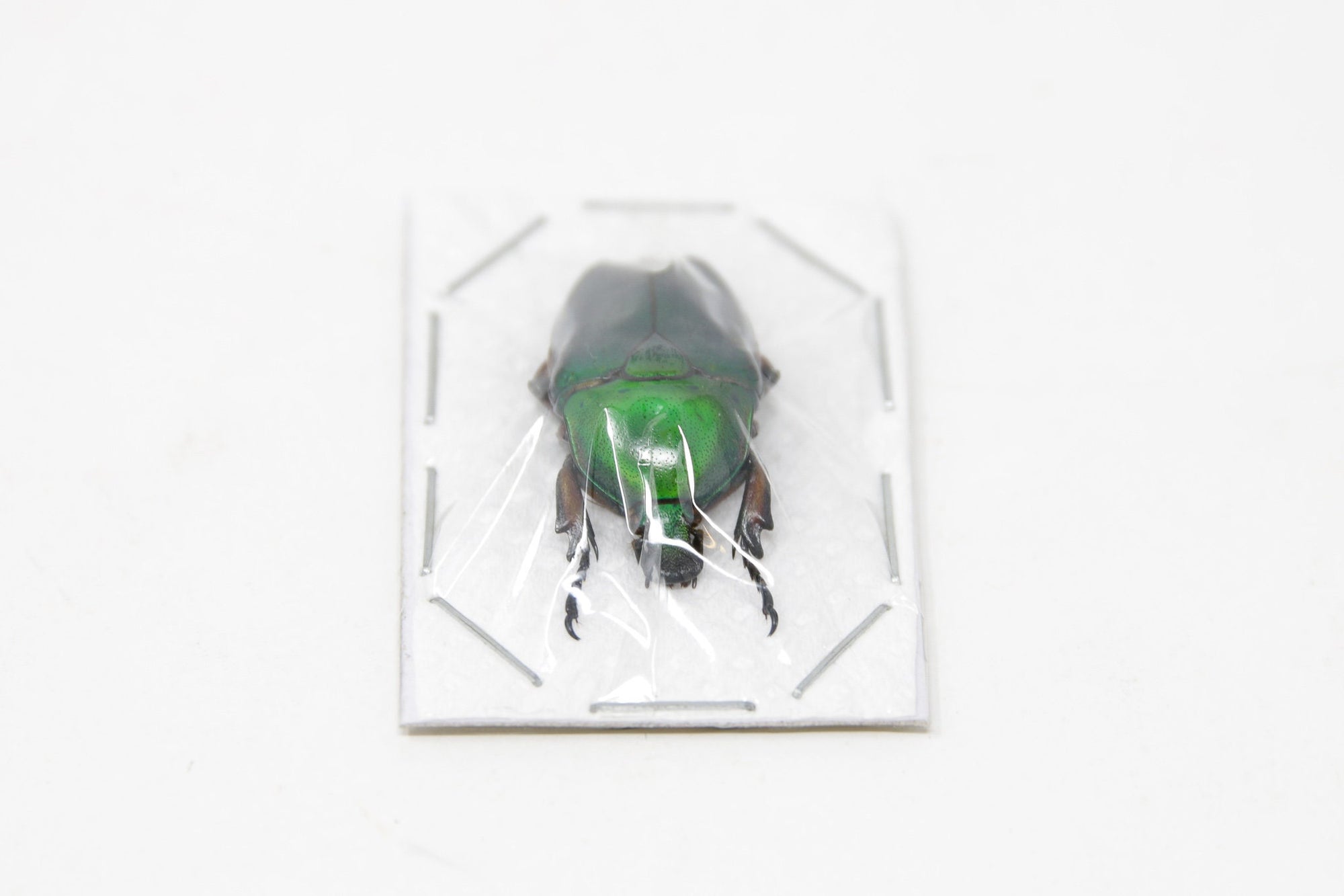 TWO (2) Green Flower Beetles | Euchloropus laetus | Ethical Insect Specimens for Entomology and Art