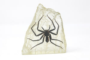 Hunting Spider Resin Acrylic Paperweight Ornament 116g 9 x 8 cm