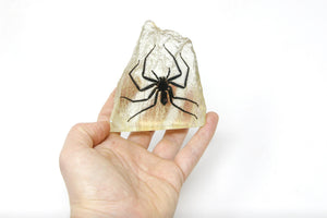 Hunting Spider Resin Acrylic Paperweight Ornament 116g 9 x 8 cm