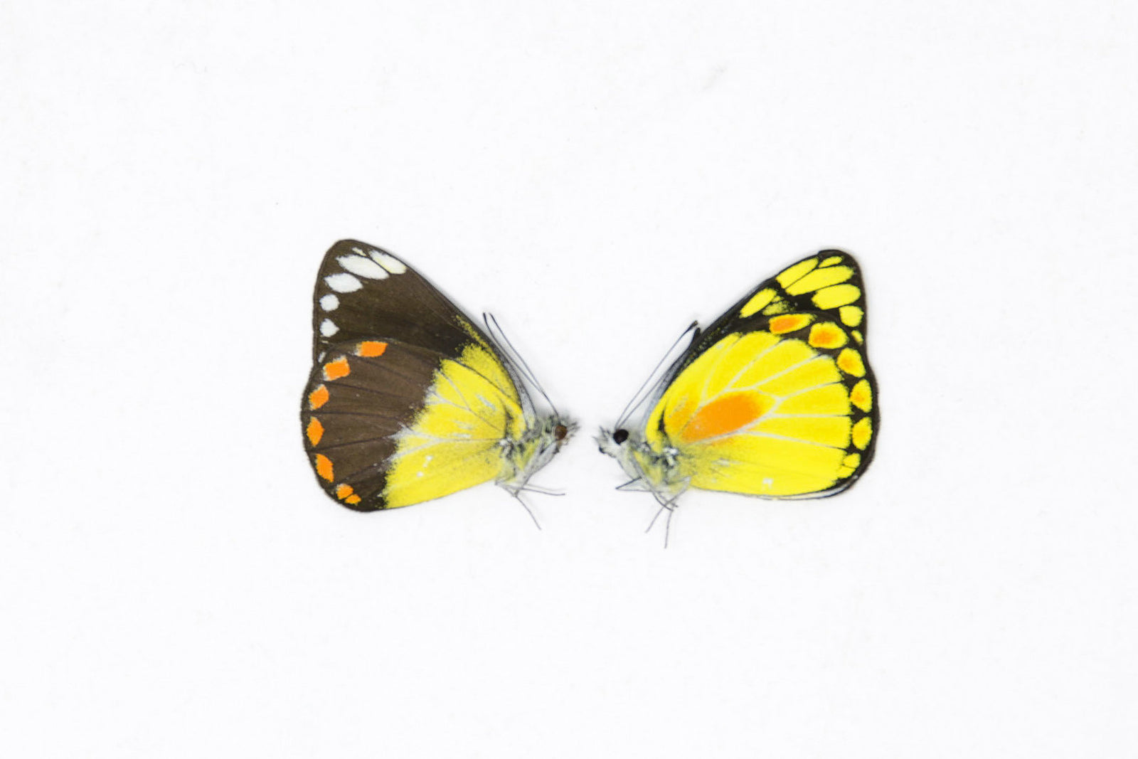 1 x Sexed Pair - Delias lemoulti | A1 Unmounted Specimens