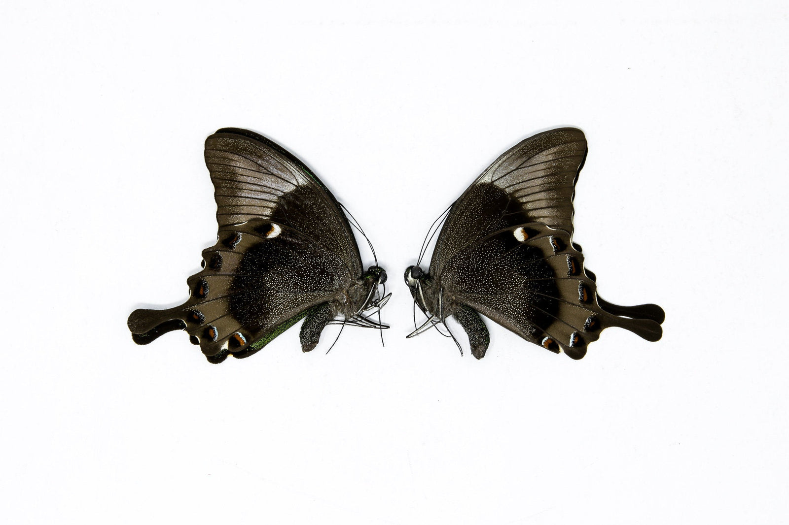 2 x Papilio palinurus daedalus | A1 Unmounted Specimens