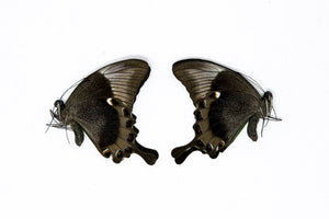 2 x Papilio palinurus daedalus | A1 Unmounted Specimens