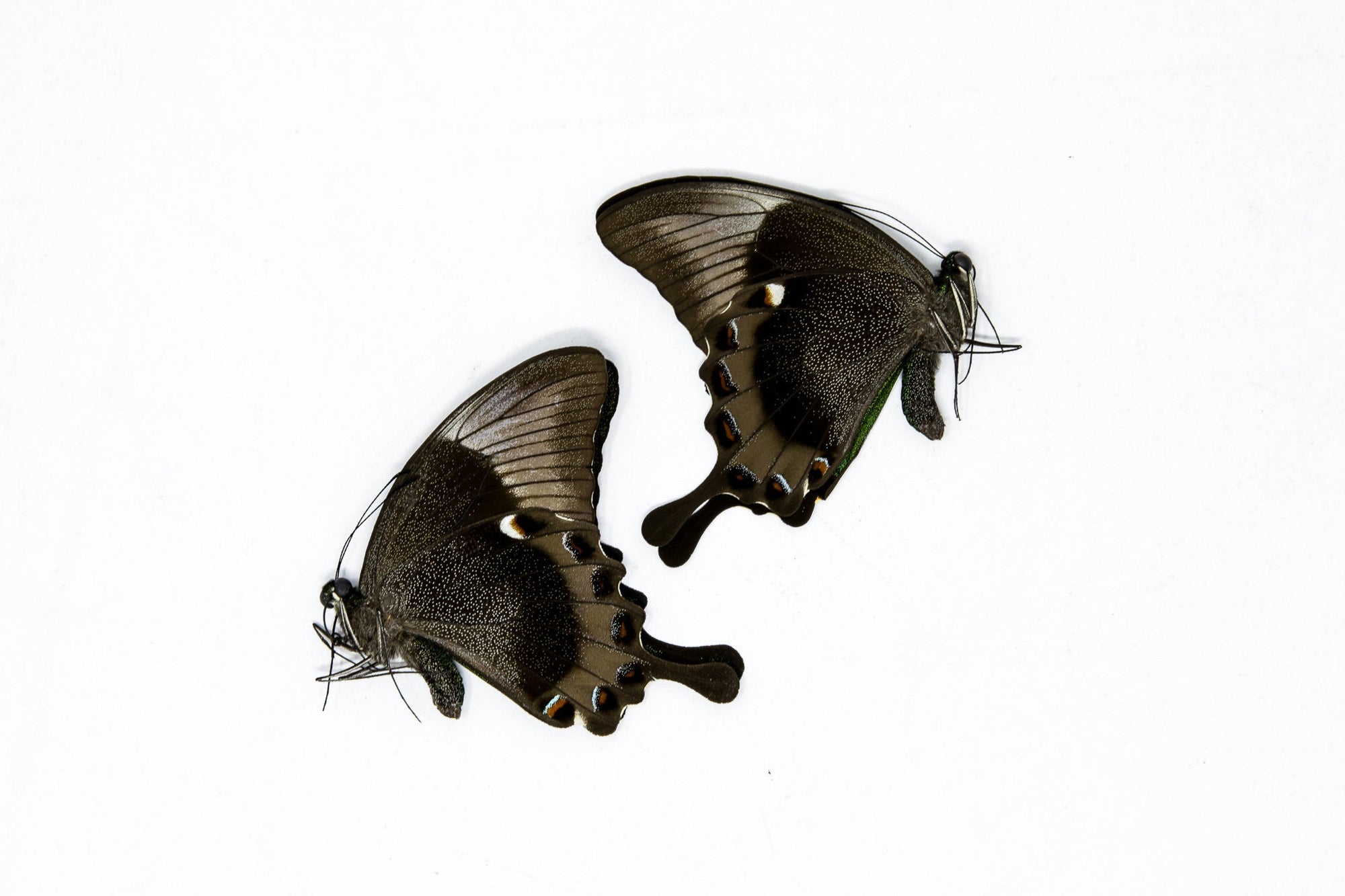 2 x Papilio palinurus daedalus | A1 Unmounted Specimens
