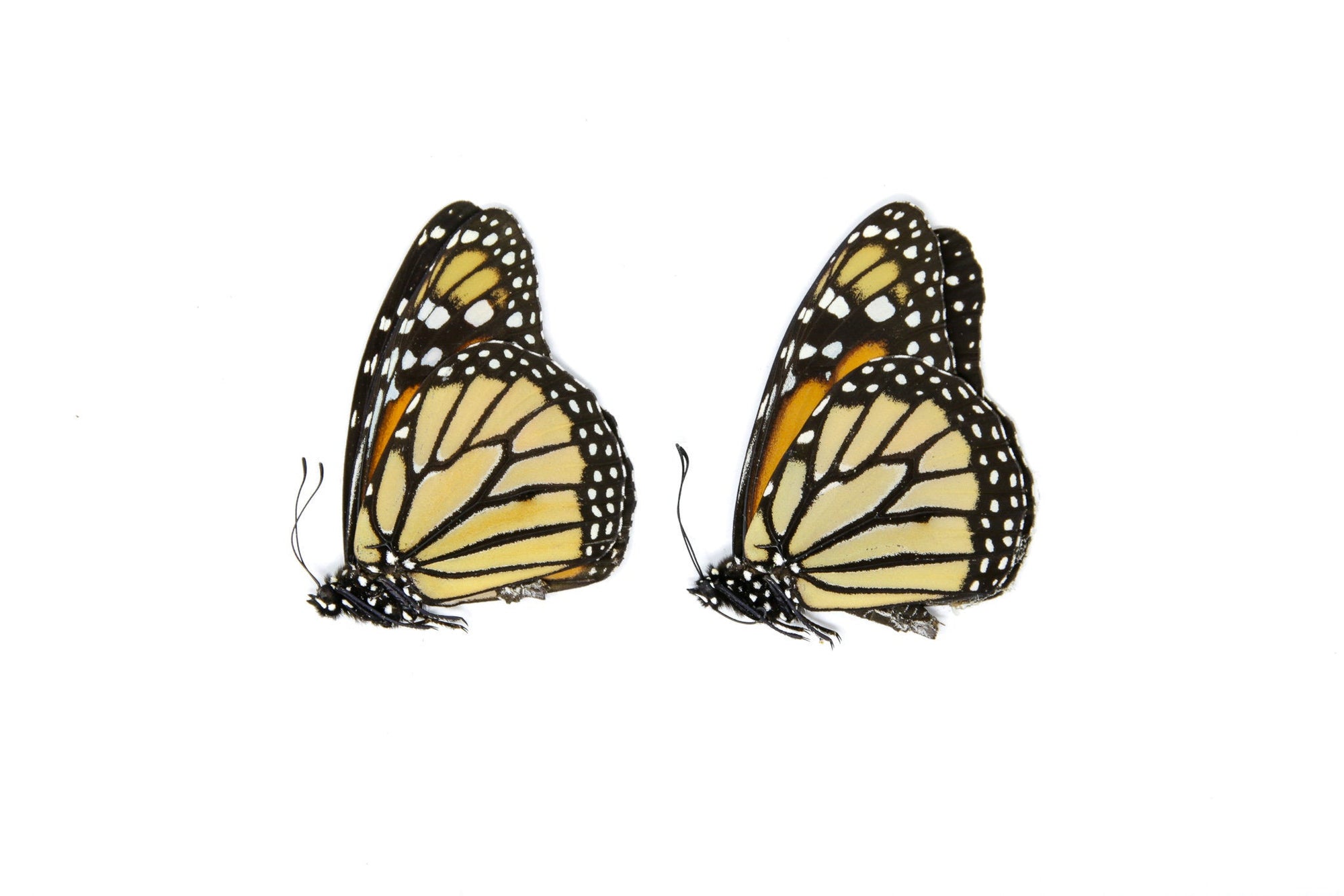 2 x Danaus plexippus | Monarch Butterflies | A1 Unmounted Specimens