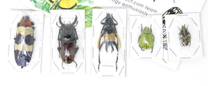 Pack of 5, 10, 25, 50 Assorted Beetles | A1 Unmounted Insect Specimens