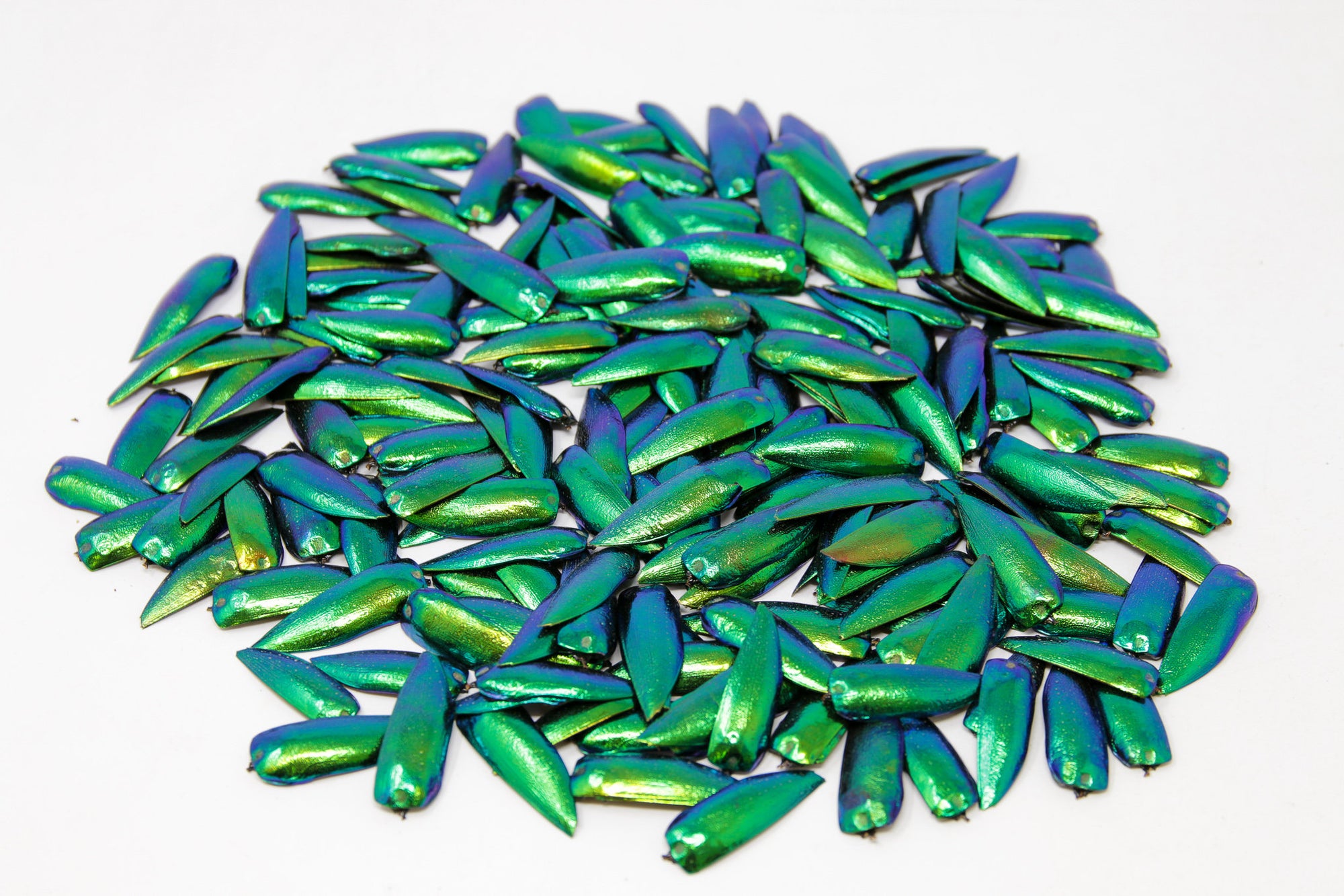 WHOLESALE 1KG (2.2LB) Jewel Beetle Wings Elytra |  Sternocera aequisignata | Ethically Sourced
