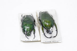 Two (2) Dicranorrhina mican mican, Unmounted Beetle Specimens with Scientific Collection Data, A1 Quality
