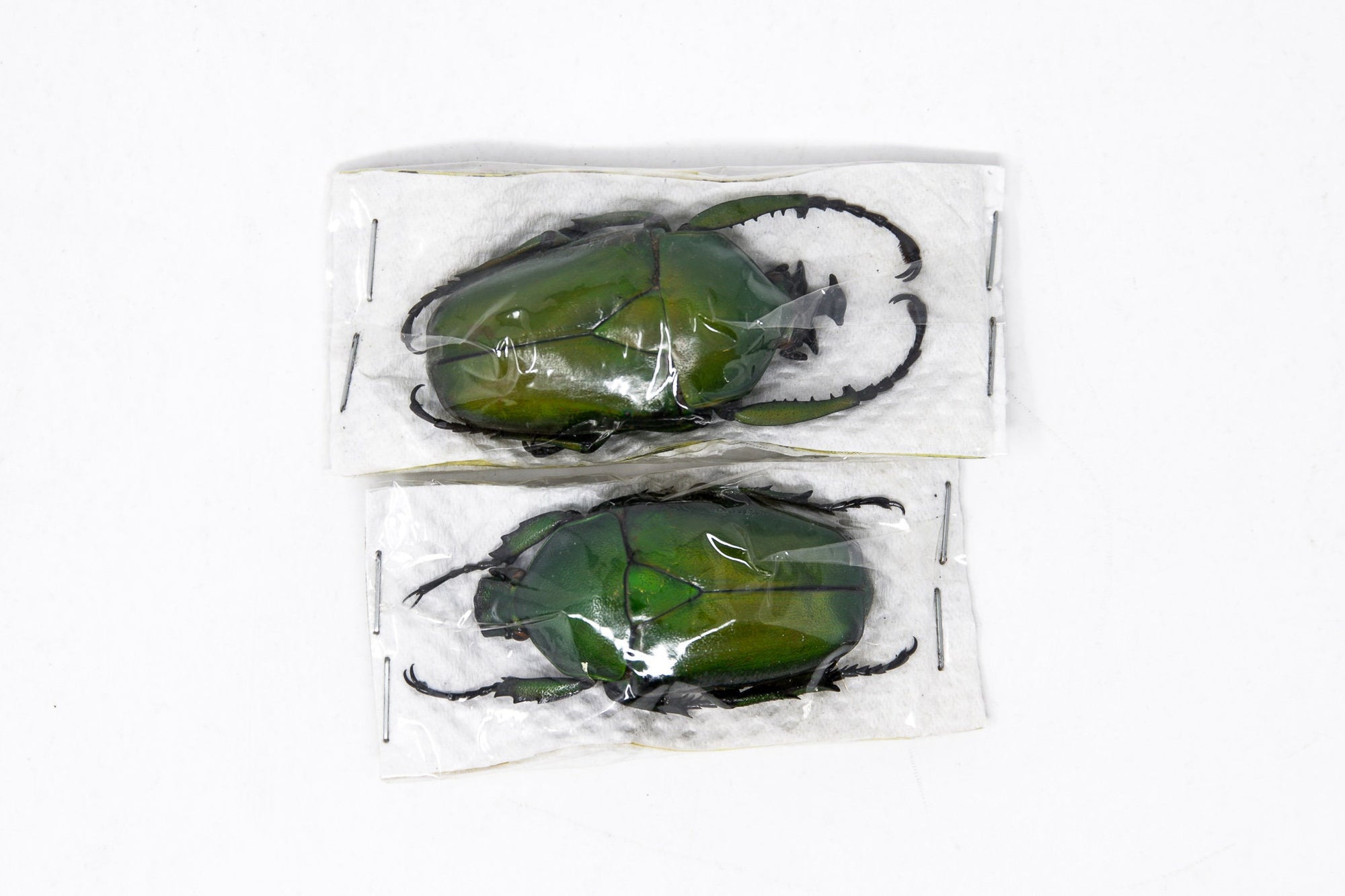 Two (2) Dicranorrhina mican mican, Unmounted Beetle Specimens with Scientific Collection Data, A1 Quality