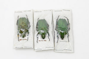 Three (3) Trigonophorus rothschildi, Unmounted Beetle Specimens with Scientific Collection Data, A1 Quality