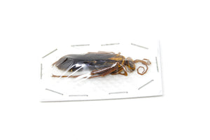 1 x Giant Parasitic Wasp | Hymenopterans | A1 Unmounted Specimen
