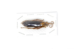 1 x Giant Parasitic Wasp | Hymenopterans | A1 Unmounted Specimen