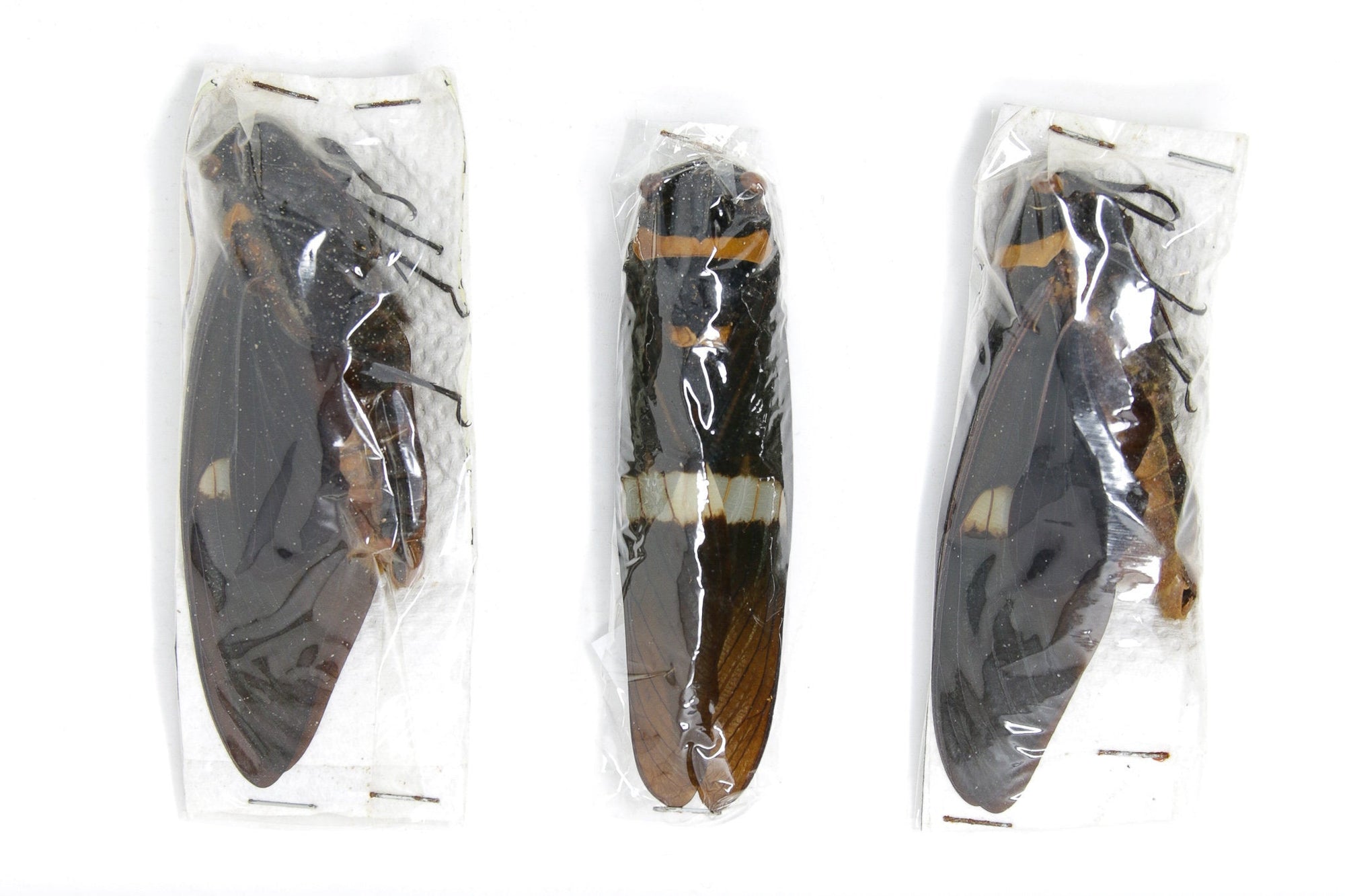 3 x Tosena fasciata | A1 Unmounted Specimen | Including Collection Data