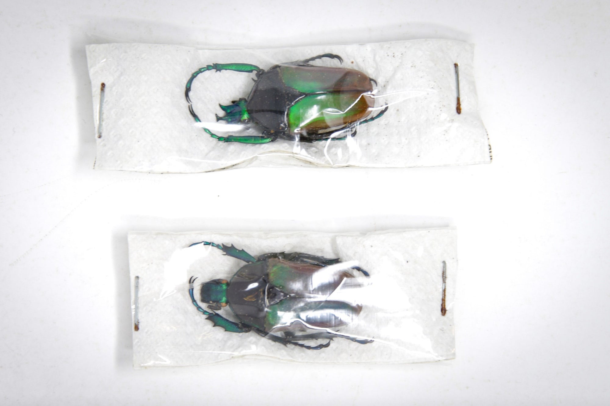 Pair (2) Neptunidae polyhorus manowensis, Unmounted Beetle Specimens with Scientific Collection Data, A1 Quality