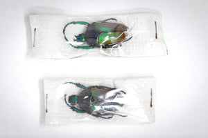 1 x Sexed Pair - Neptunidae polyhorus manowensis | A1 Unmounted Insect Specimens