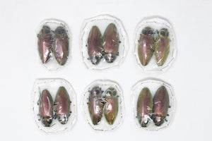 2 x Euchroma gigantea | Giant Metallic Ceiba Borer Beetles | A1 Unmounted Specimen