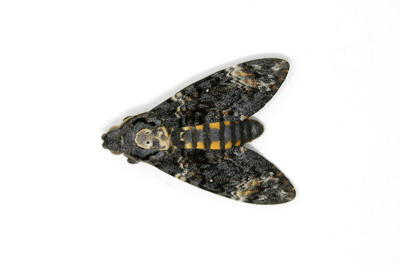 Deaths Head Hawk Moth (Acherontia atropos) A1 Unmounted Specimen