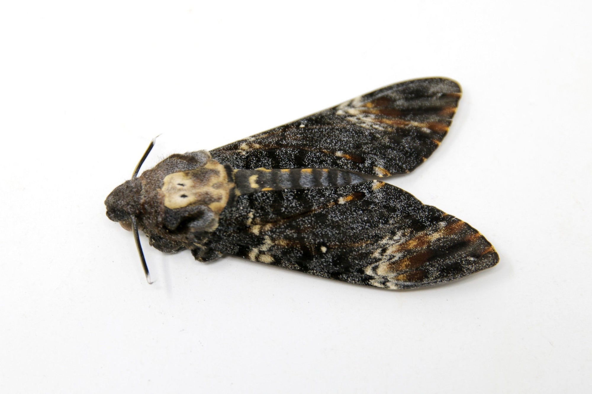 Deaths Head Hawk Moth (Acherontia) A1 Unmounted Specimen