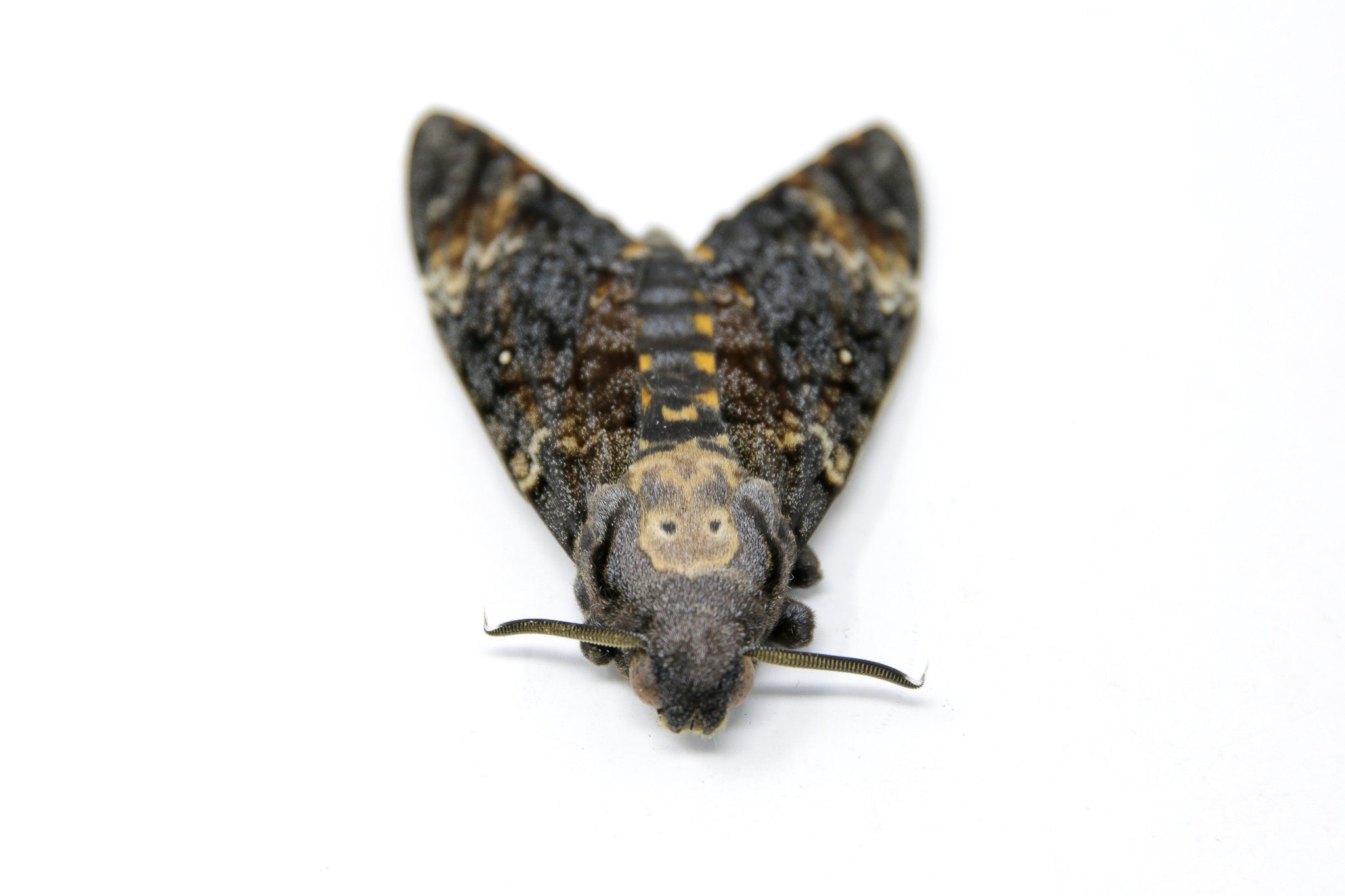 Lesser Hawk Moth Lesser Deaths Head Hawk Moth (Acherontia styx) | A1 Unmounted Specimen ...
