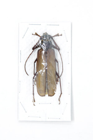 Two (2) XL Long-Horned Beetles Very Large Specimens 80-120mm Collecting & Artistic Creation, Entomology