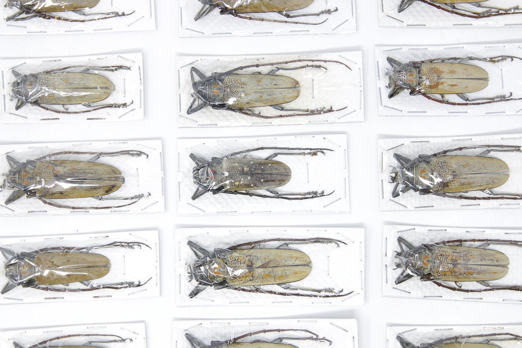5 x Large Long-Horned Beetles Assorted 80-120mm | A1 Unmounted Specimens