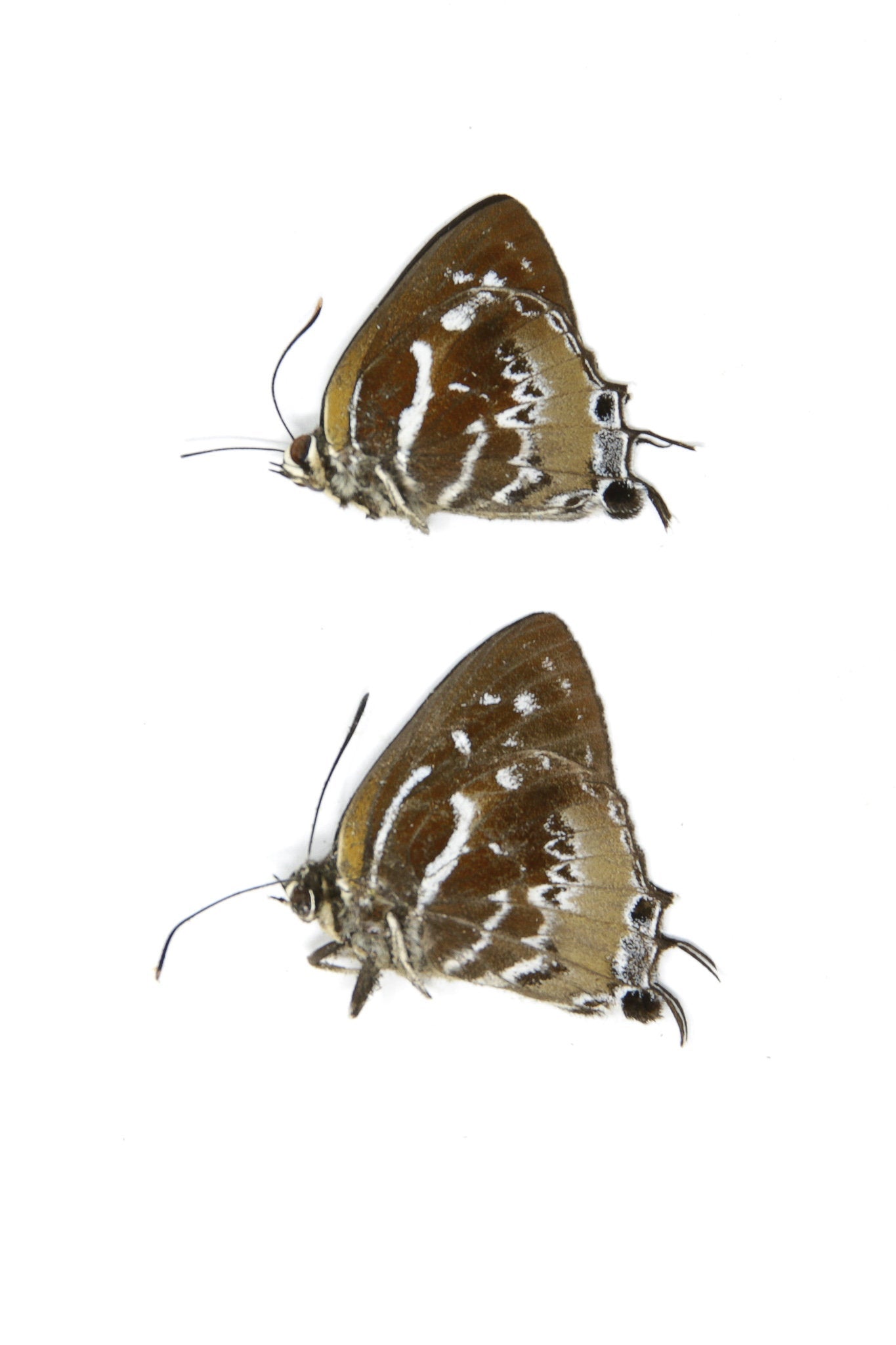 Two (2) The Scarce Silverstreak Butterflies | Irota rochana | A1 Dry-preserved Unmounted Butterflies for Entomology Collecting