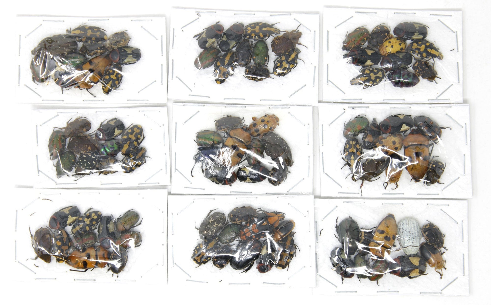 10 x Small Colourful Beetles | A1- Unmounted Specimens