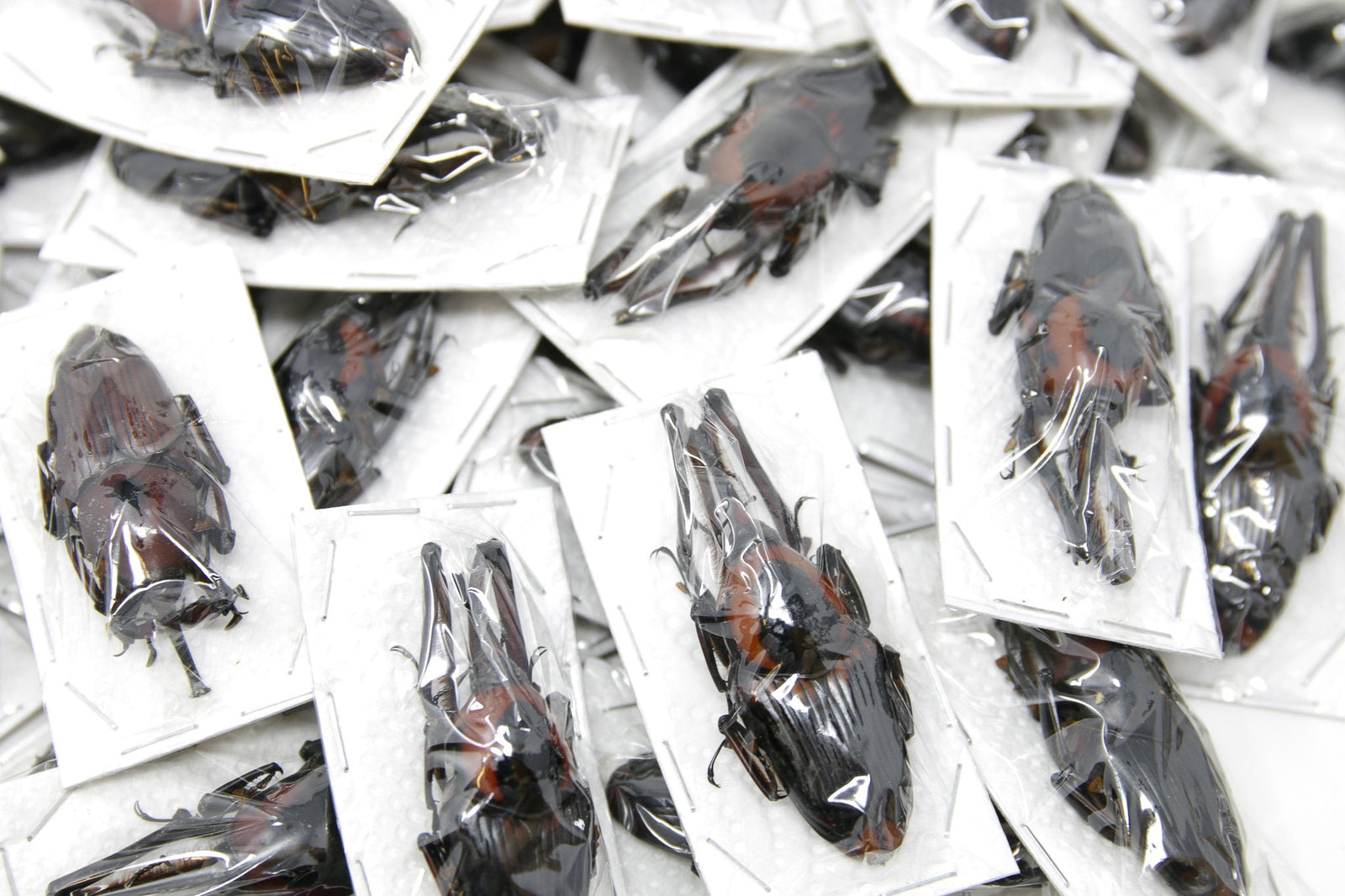 Pack of 10 Large Bamboo Weevils (Cyrtotrachelus buqueti) Ethical Insect Supplies for Artistic Creation