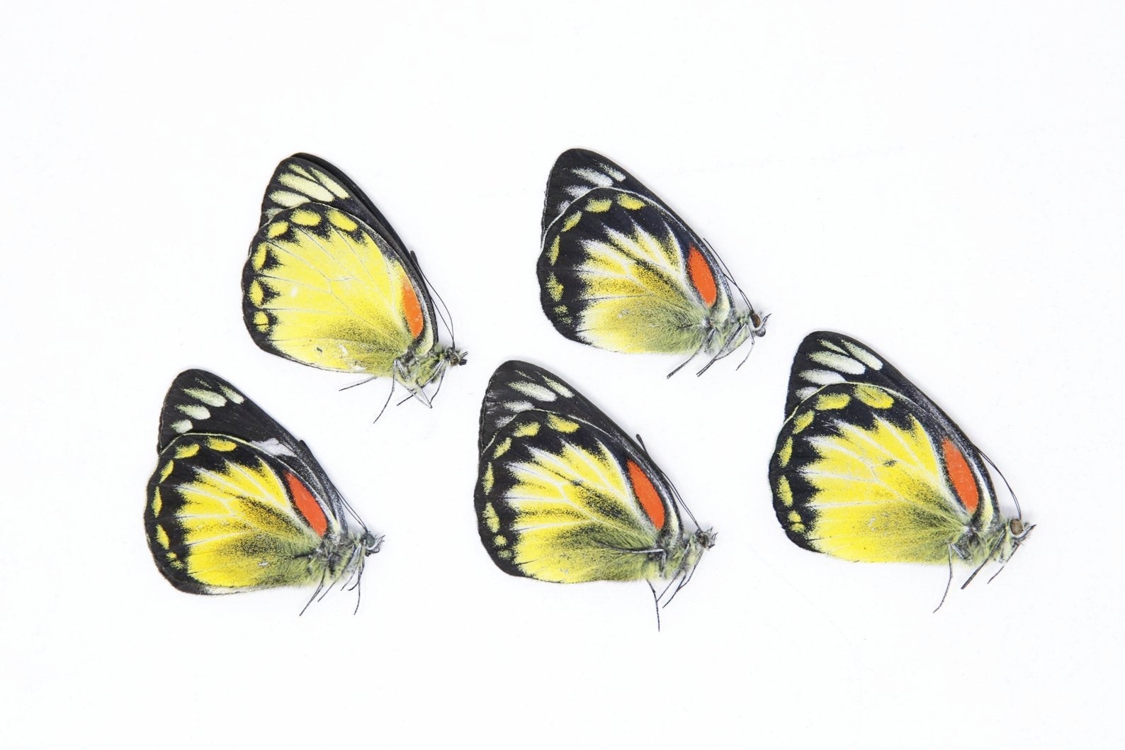 Lot of 5 Delias henningia | A1 Unmounted Specimens