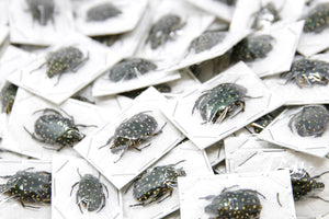 Speckled Flower Beetles (Platynocephalus niveoguttata) A1 Unmounted Specimens