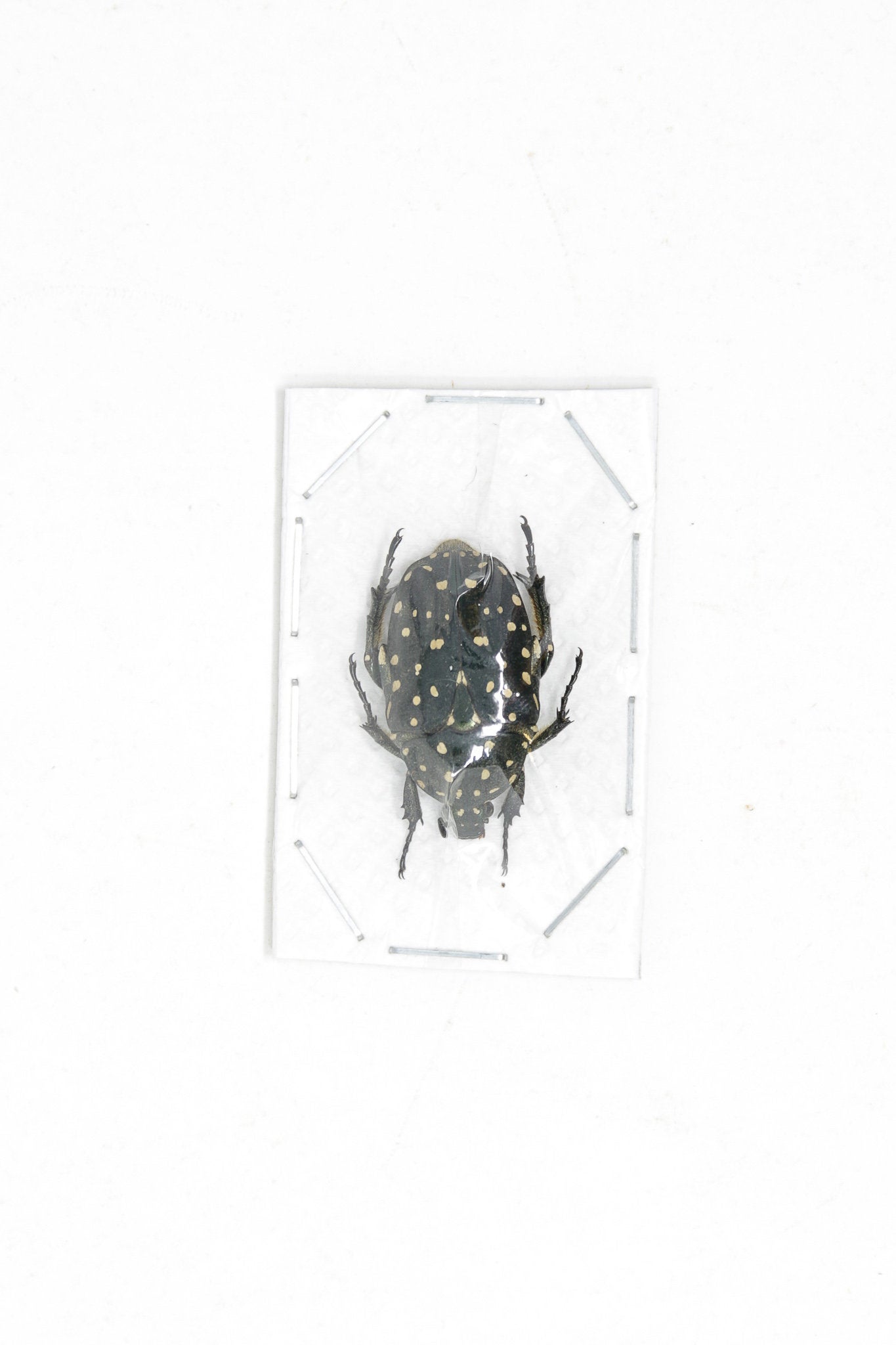 Speckled Flower Beetles (Platynocephalus niveoguttata) A1 Unmounted Specimens