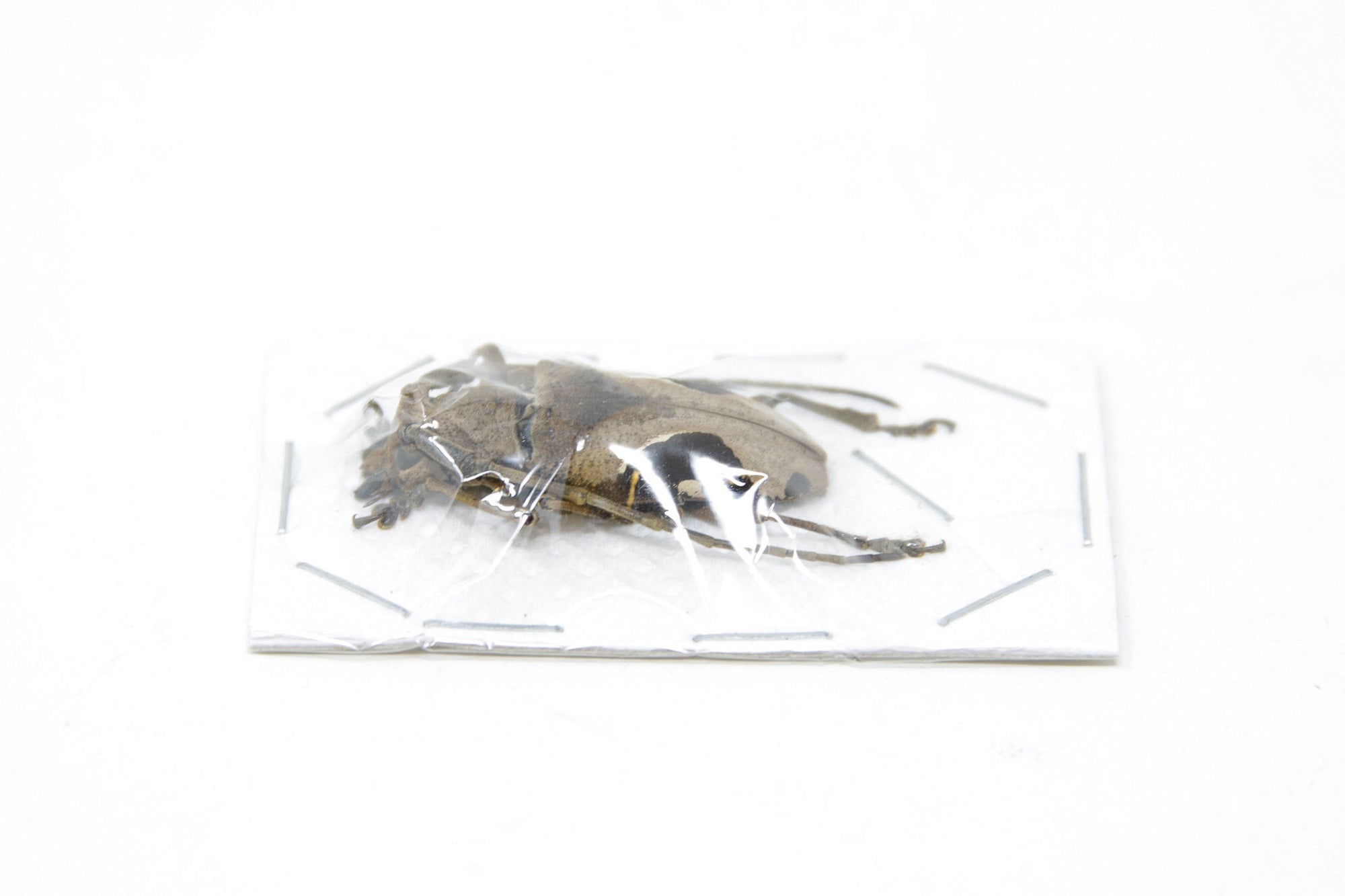WHOLESALE 20 x Paraleprodera crucifera | Long Horn Beetles | A1 Unmounted Specimens