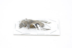 2 x Paraleprodera crucifera | Long Horn Beetles | A1 Unmounted Specimens