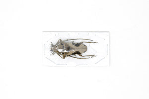 10 x Paraleprodera crucifera | Long Horn Beetles | A1 Unmounted Specimens