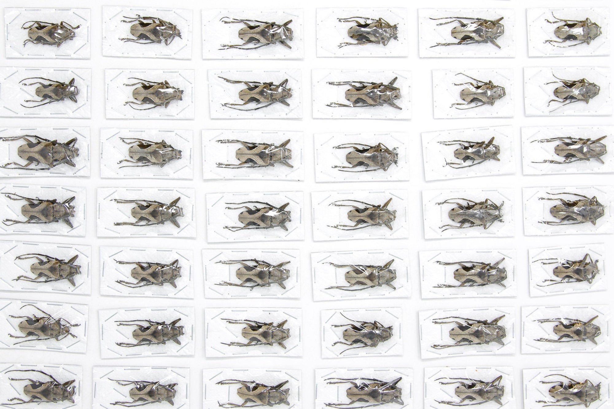 WHOLESALE 20 x Paraleprodera crucifera | Long Horn Beetles | A1 Unmounted Specimens