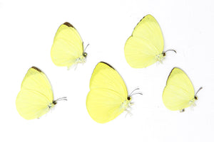 5 x Gandaca harina | The Tree Yellow Butterfly | A1 Unmounted Specimens