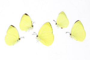 5 x Gandaca harina | The Tree Yellow Butterfly | A1 Unmounted Specimens