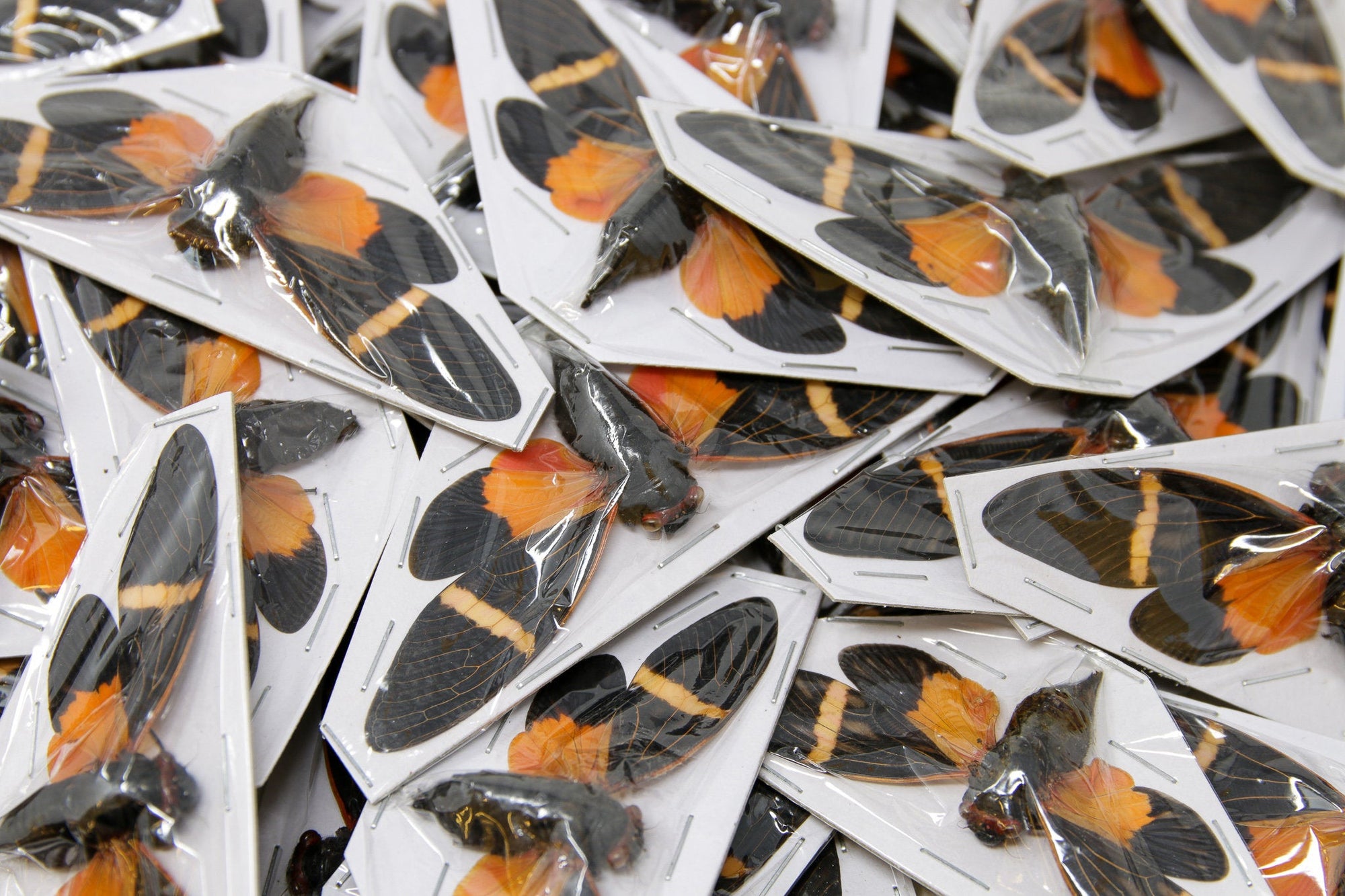 10 x Tosena paviei | Orange Cicada Spread 80mm | A1 Unmounted Specimens