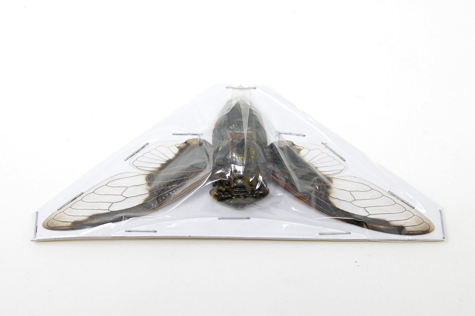 2 x Cryptotympana aquila | Black & White Cicada 100mm | A1 Unmounted Specimen