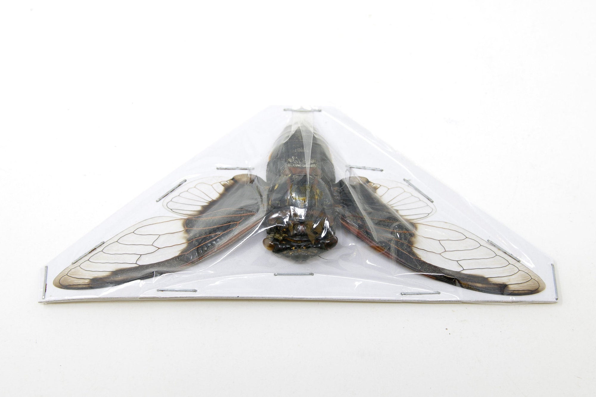 Bat-wing Cicadas (Cryptotympana aquila) A1 Wings Spread 100mm