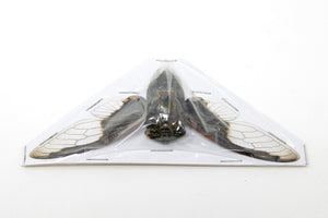 10 x Bat wing Cicadas (Cryptotympana aquila), A1 Spread Specimens 100mm Wingspan, Art Insects Taxidermy