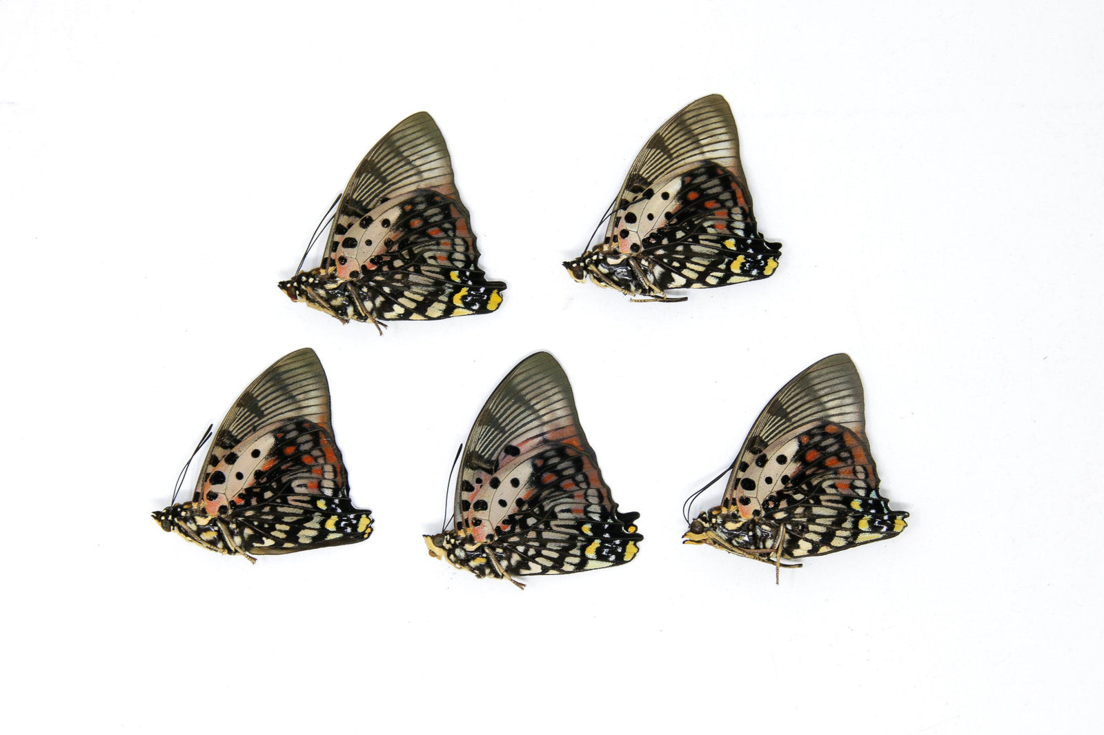 5 x Charaxes zingha | The Shining Red Charaxes | A1 Unmounted Specimens