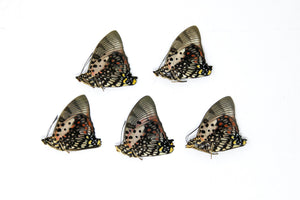 5 x Charaxes zingha | The Shining Red Charaxes | A1 Unmounted Specimens