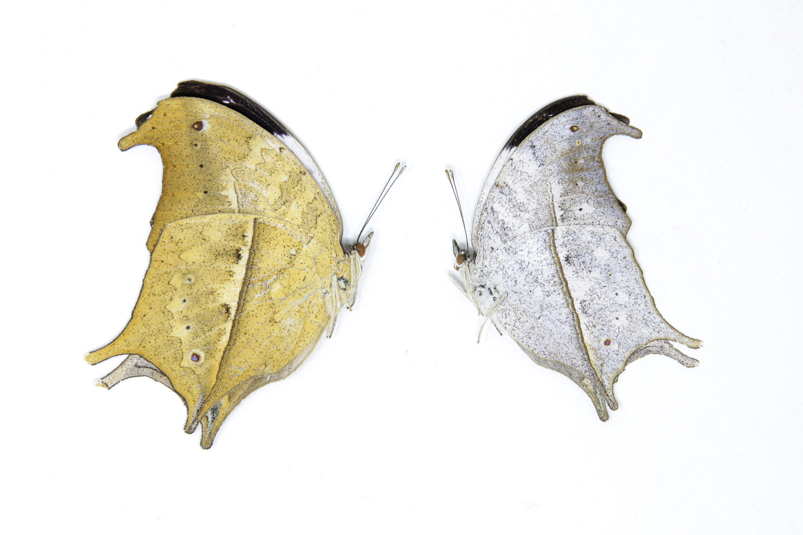 TWO (2) Clouded Mother of Pearl | Protogoniomorpha anacardii duprei | A1 Unmounted Specimens