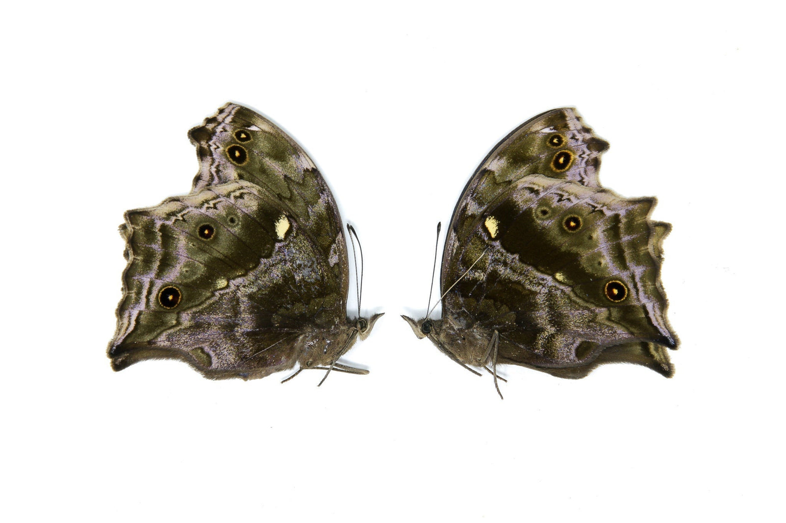 2 x Protogoniomorpha temora | Blue Mother-of-Pearl | A1 Unmounted Specimen