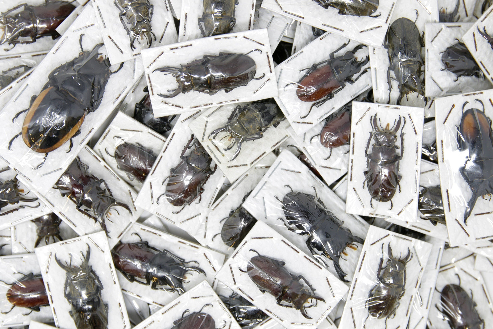 Lot of 20 Thailand Stag Beetles Lucanidae Assorted Specimens A1 Wholesale